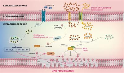 Ferroptosis and PPAR-gamma in the limelight of brain tumors and edema